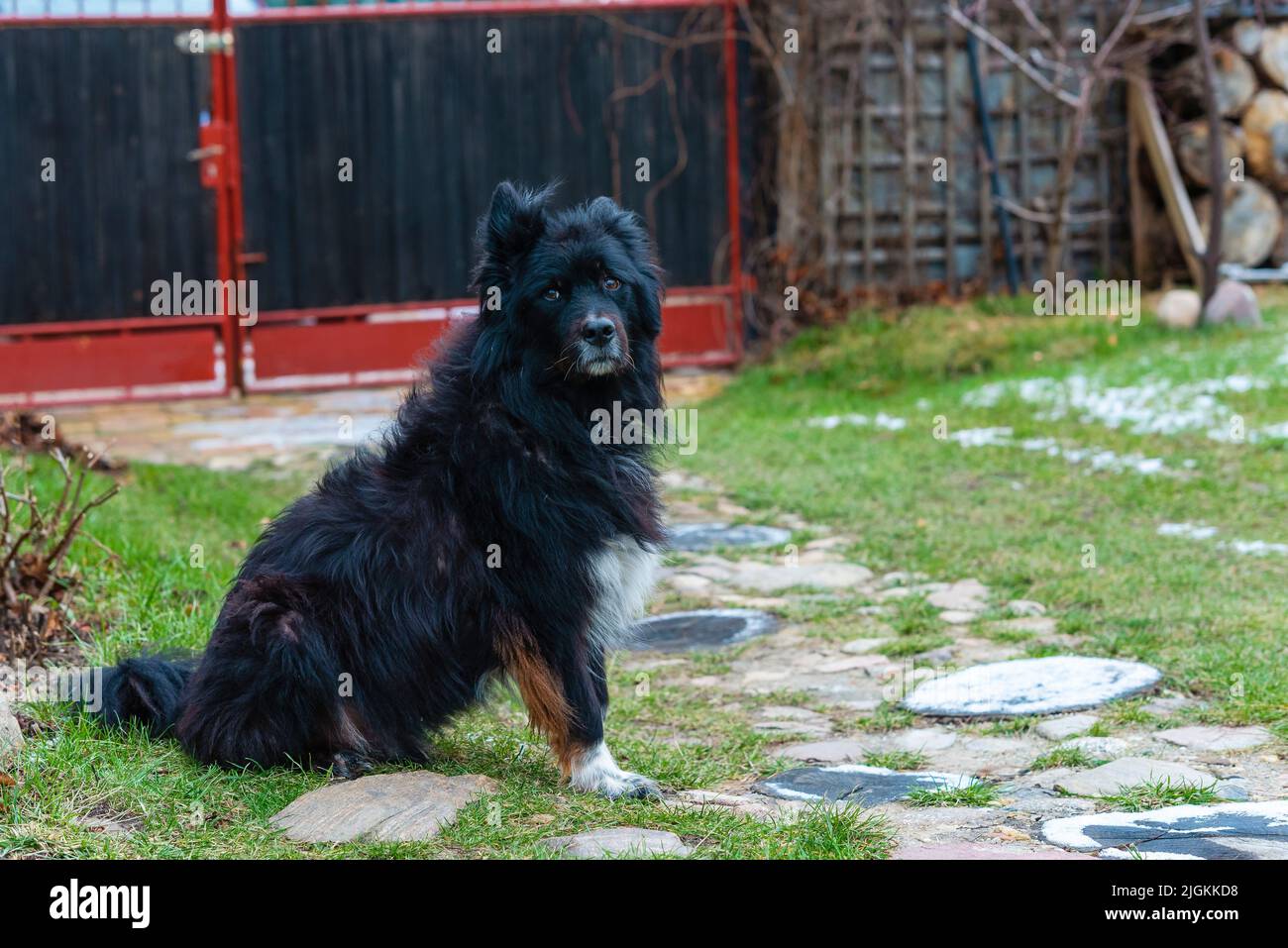 Ein zotteliger schwarzer Hund sitzt im Hinterhof Stockfoto
