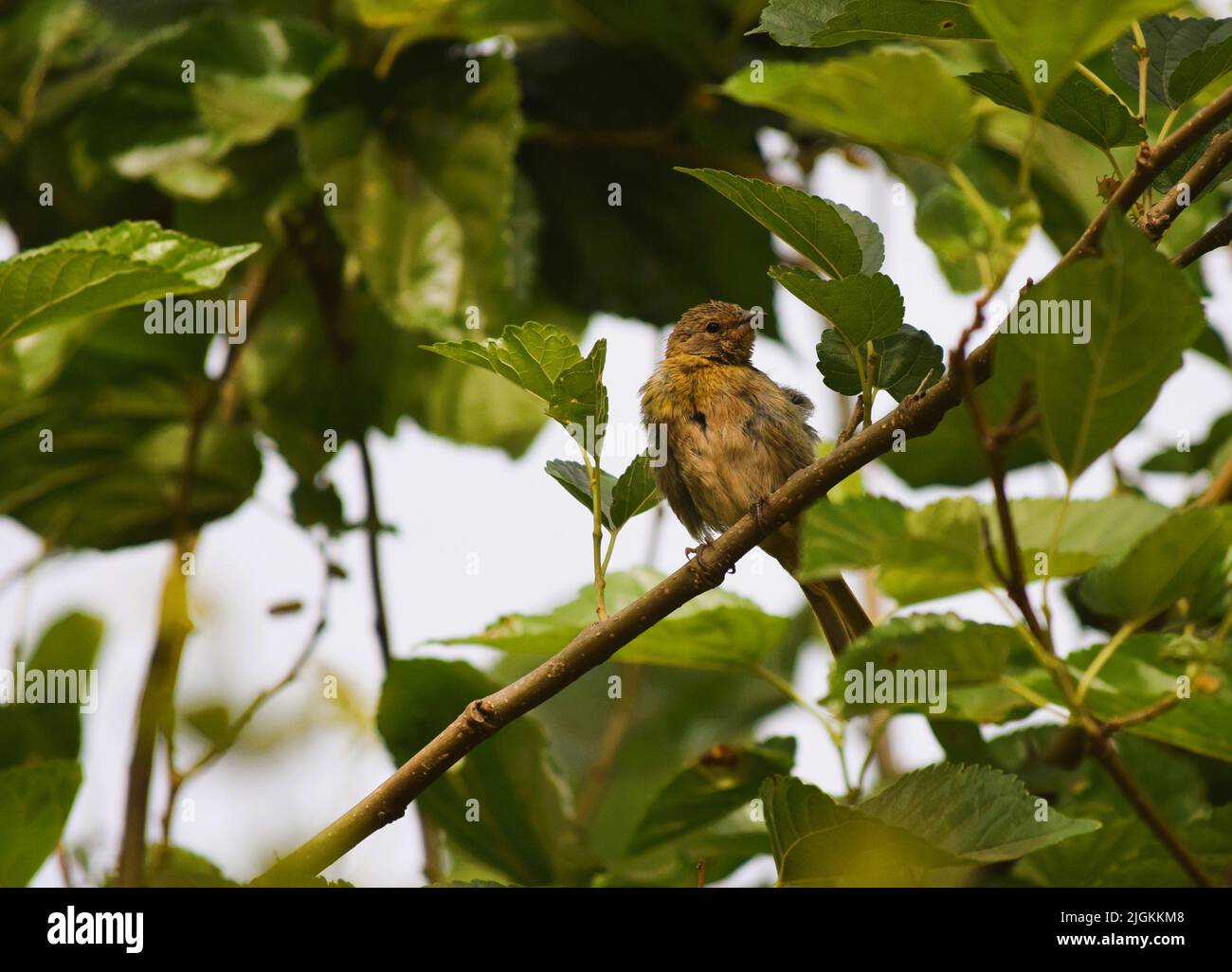 Canarinhos (Sicalis flaveola) Stockfoto