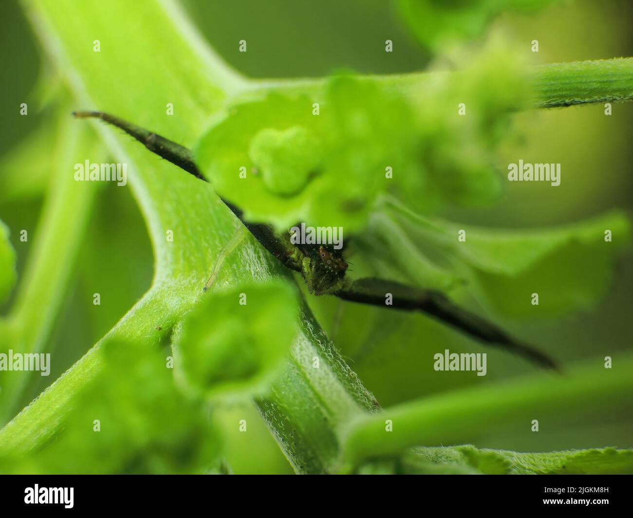 Nahaufnahme Spinne auf der Jagd nach Insekten auf Pflanzen Stockfoto