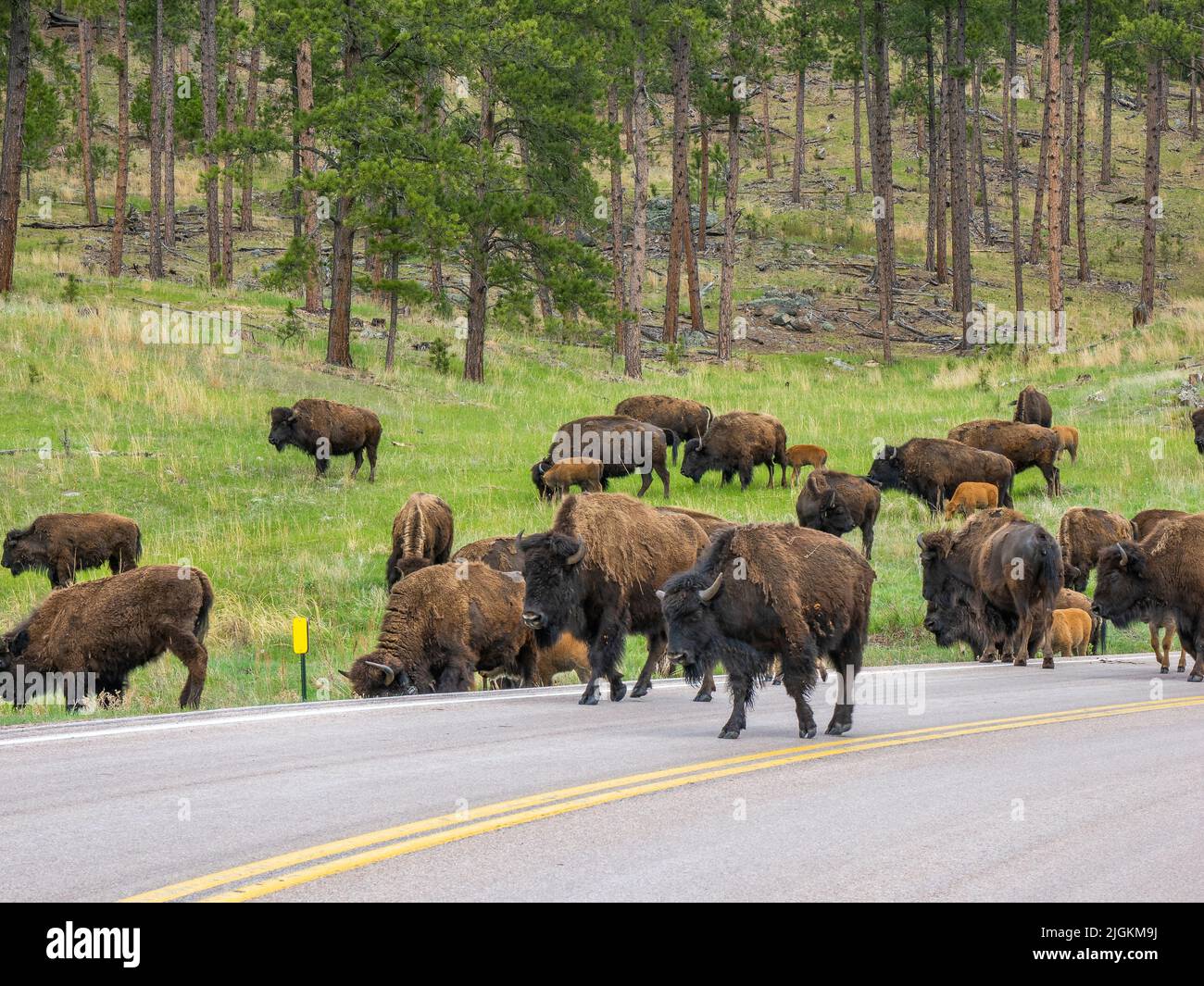 Herde von American Bison oder Buffalo auf dem Highway 87 im Wind Cave National Park in South Dakota, USA Stockfoto
