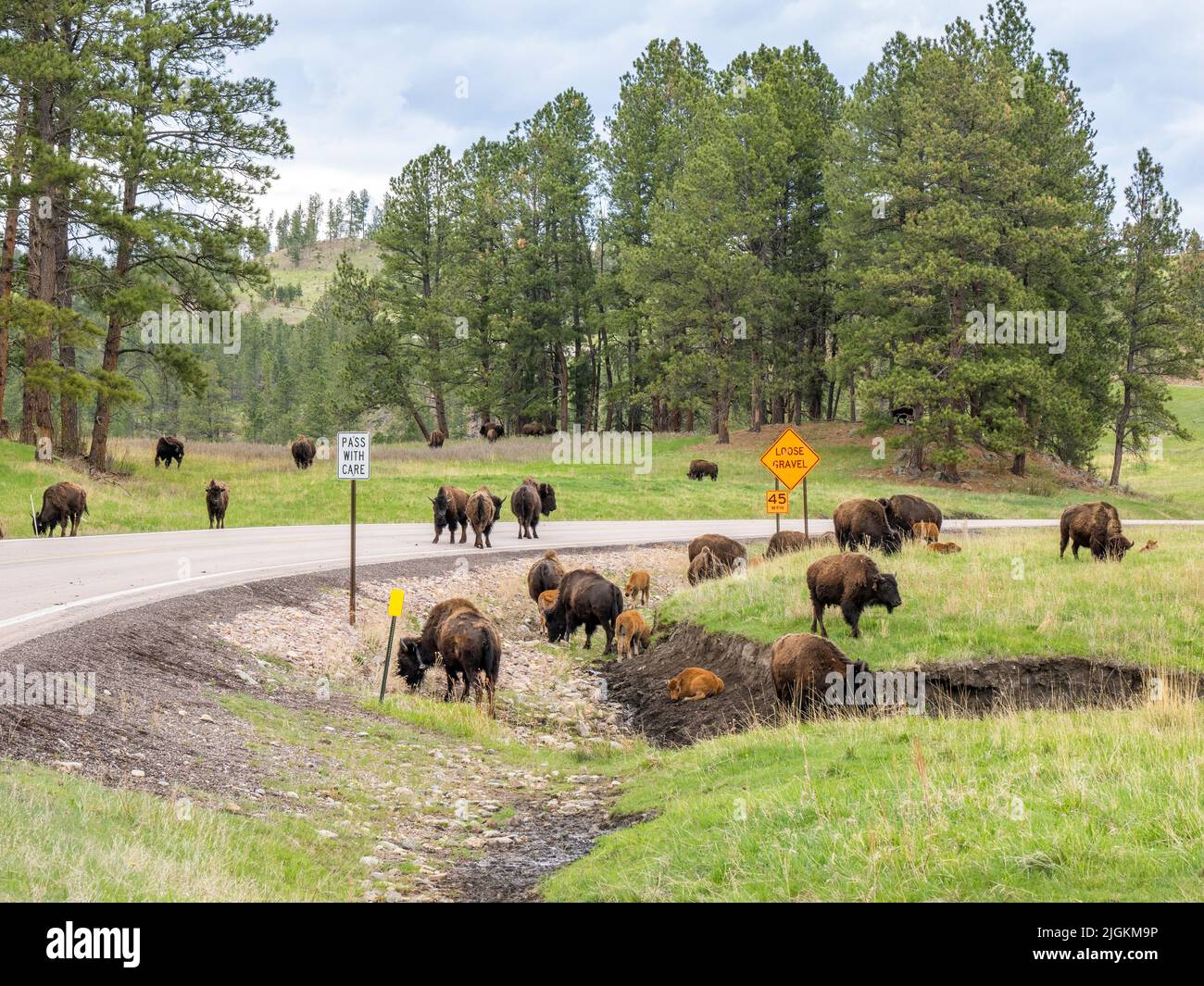 Herde von American Bison oder Buffalo auf dem Highway 87 im Wind Cave National Park in South Dakota, USA Stockfoto