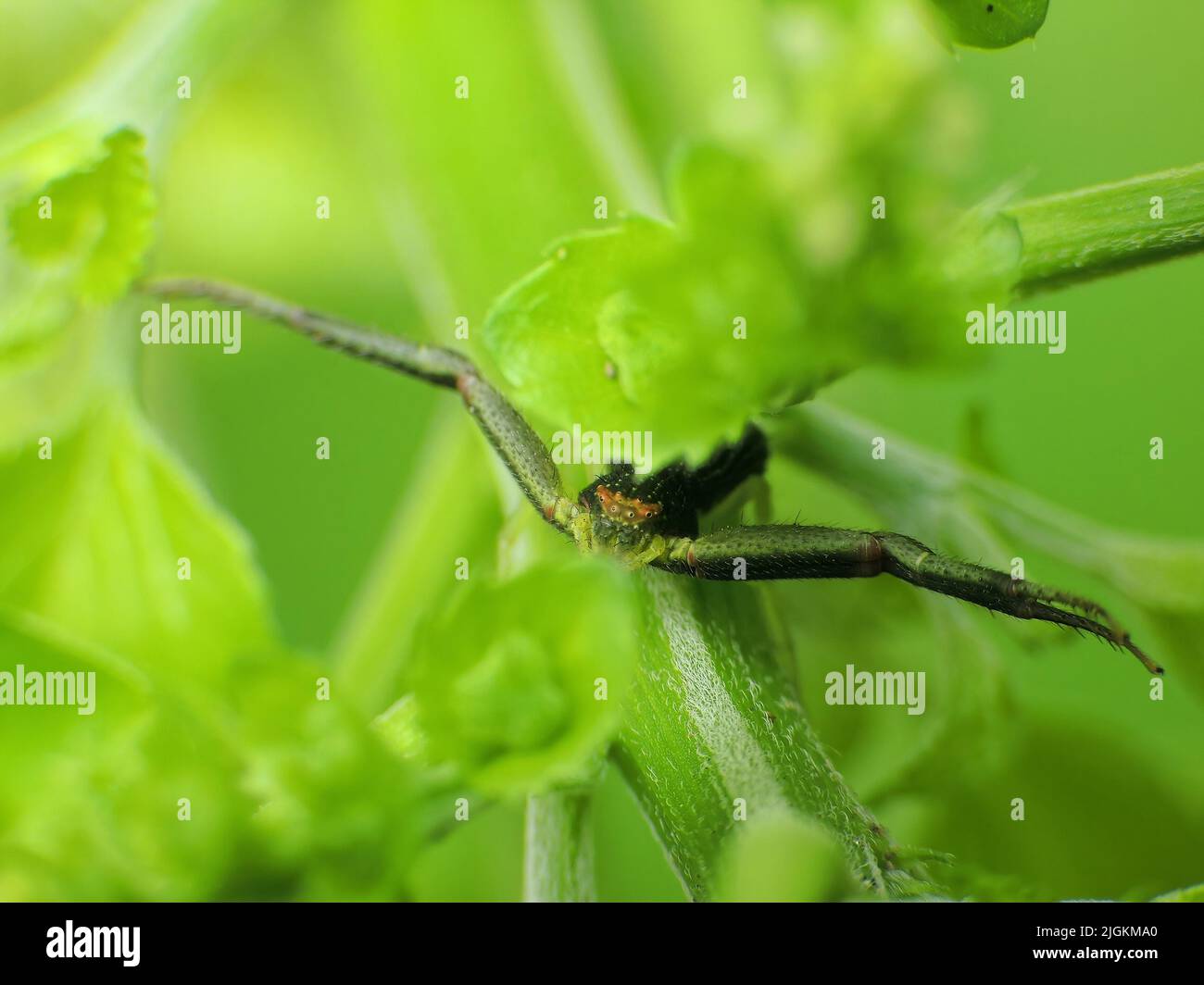 Nahaufnahme Spinne auf der Jagd nach Insekten auf Pflanzen Stockfoto