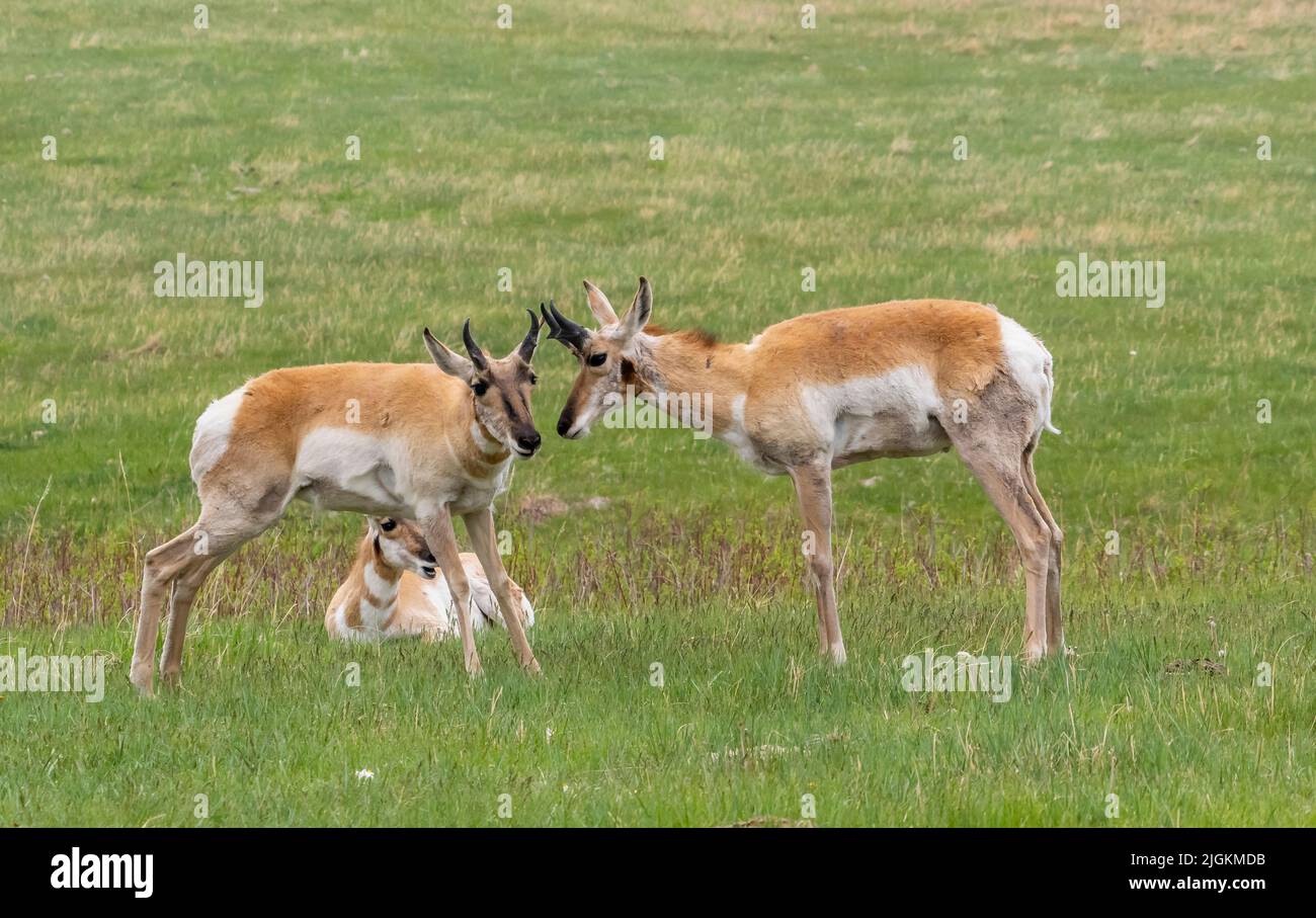 Pronghorn oder Antelope im Custer State Park in South Dakota, USA Stockfoto