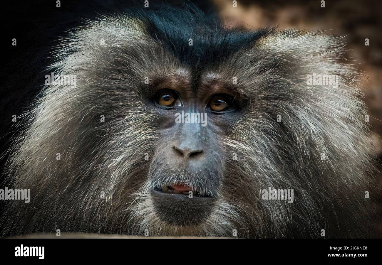 Nahaufnahme des Makaken mit Löwenschwanz. Es ist auch als Wanderoo, Bartaffe, Bartaffen und macaca silenus gefährdete Affenarten bekannt Stockfoto