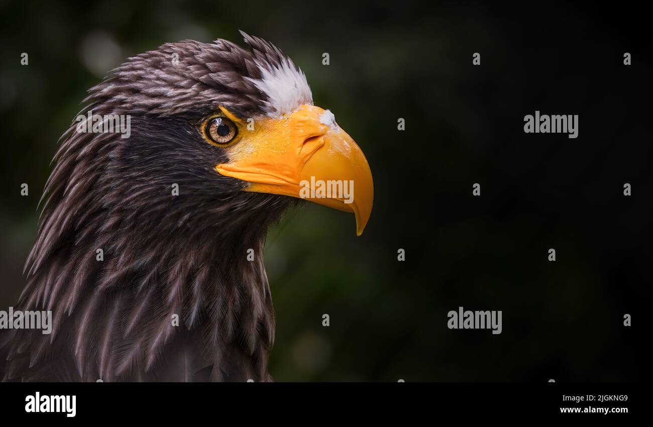 Nahaufnahme eines Steller-Seeadlers, auch bekannt als Seeadler oder Weißschulter-Adler, ist ein großer taglicher Greifvogel in der Familie A Stockfoto