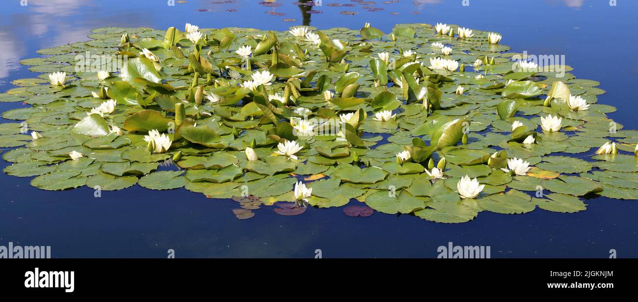 White Water Lilien auf stillem Wasser. Stockfoto
