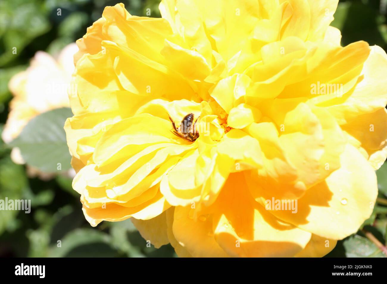 Gelbe Rose in voller Blüte mit kleiner Biene. Stockfoto