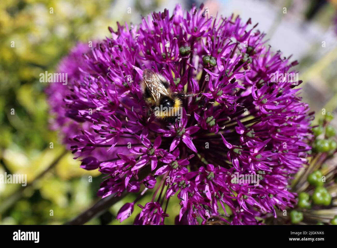 Biene auf dem wunderschönen Blütenkopf der Allium. Stockfoto