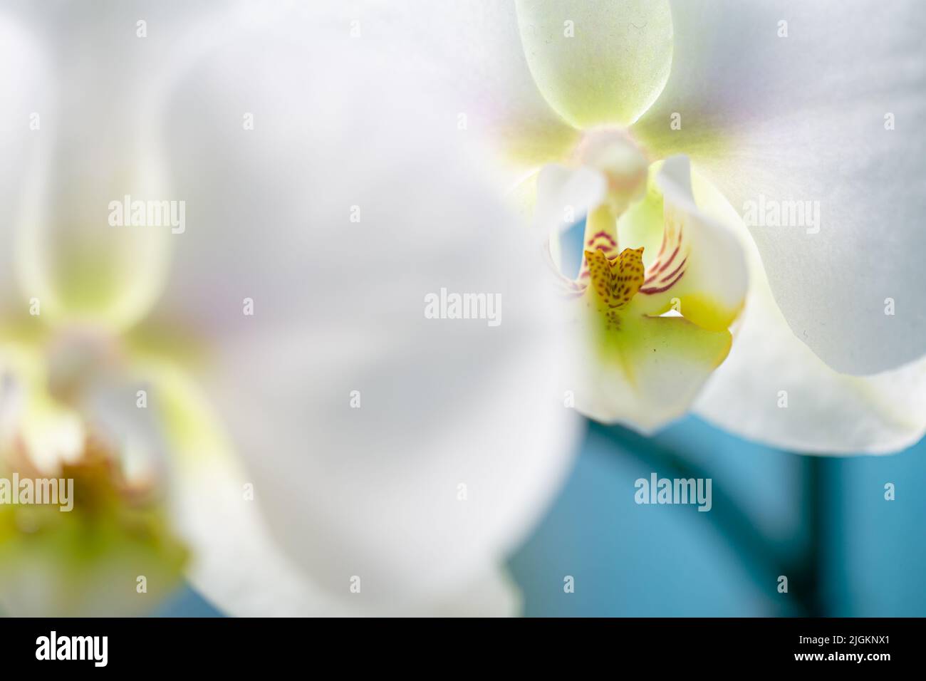 Weiße Orchideenblüte in Blüte mit schönen glatten Blütenblättern und gelben Stillen Makro still Stockfoto