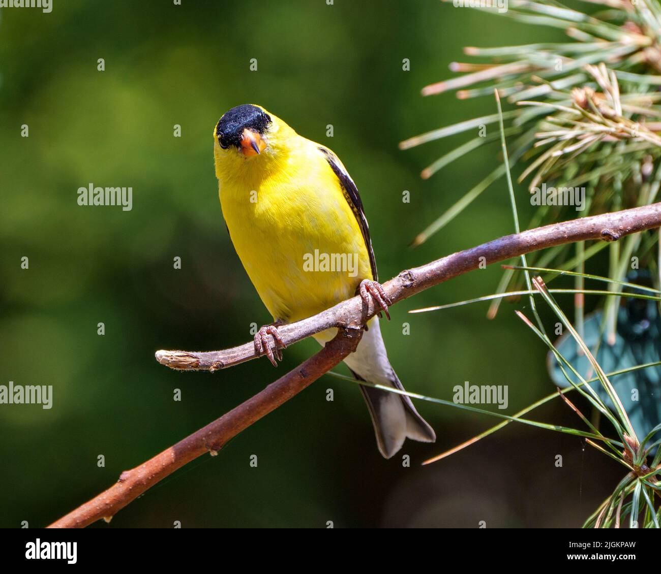 American Goldfinch – Nahaufnahme, die auf einem Zweig mit einem weichen, unscharfen grünen Hintergrund in seiner Umgebung und seinem Lebensraum thront und gelbe Farbe zeigt. Stockfoto