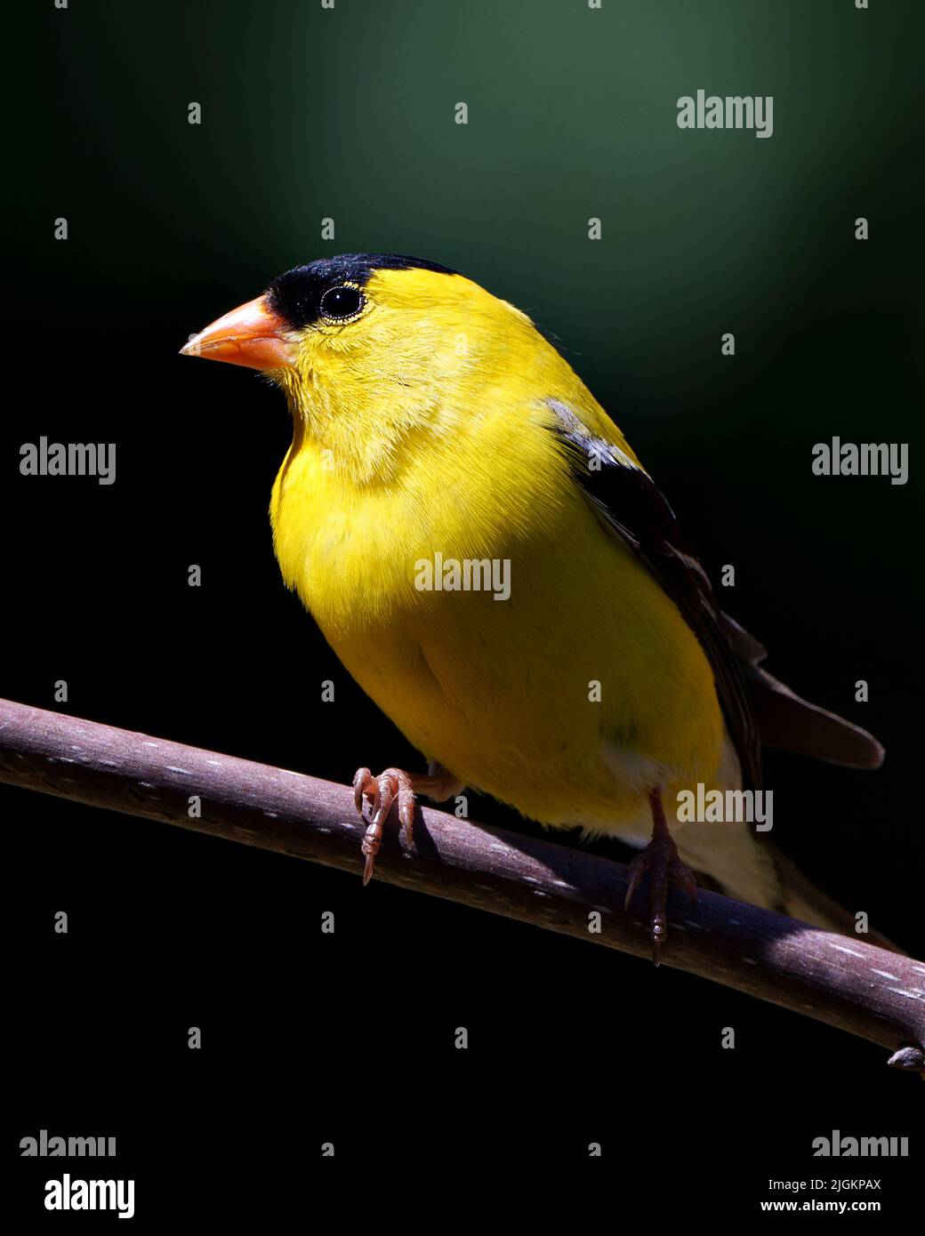 American Goldfinch Vogel thront auf einem Zweig mit kontrastierendem Hintergrund in seiner Umgebung und Umgebung mit gelben Gefieder Feder. Stockfoto