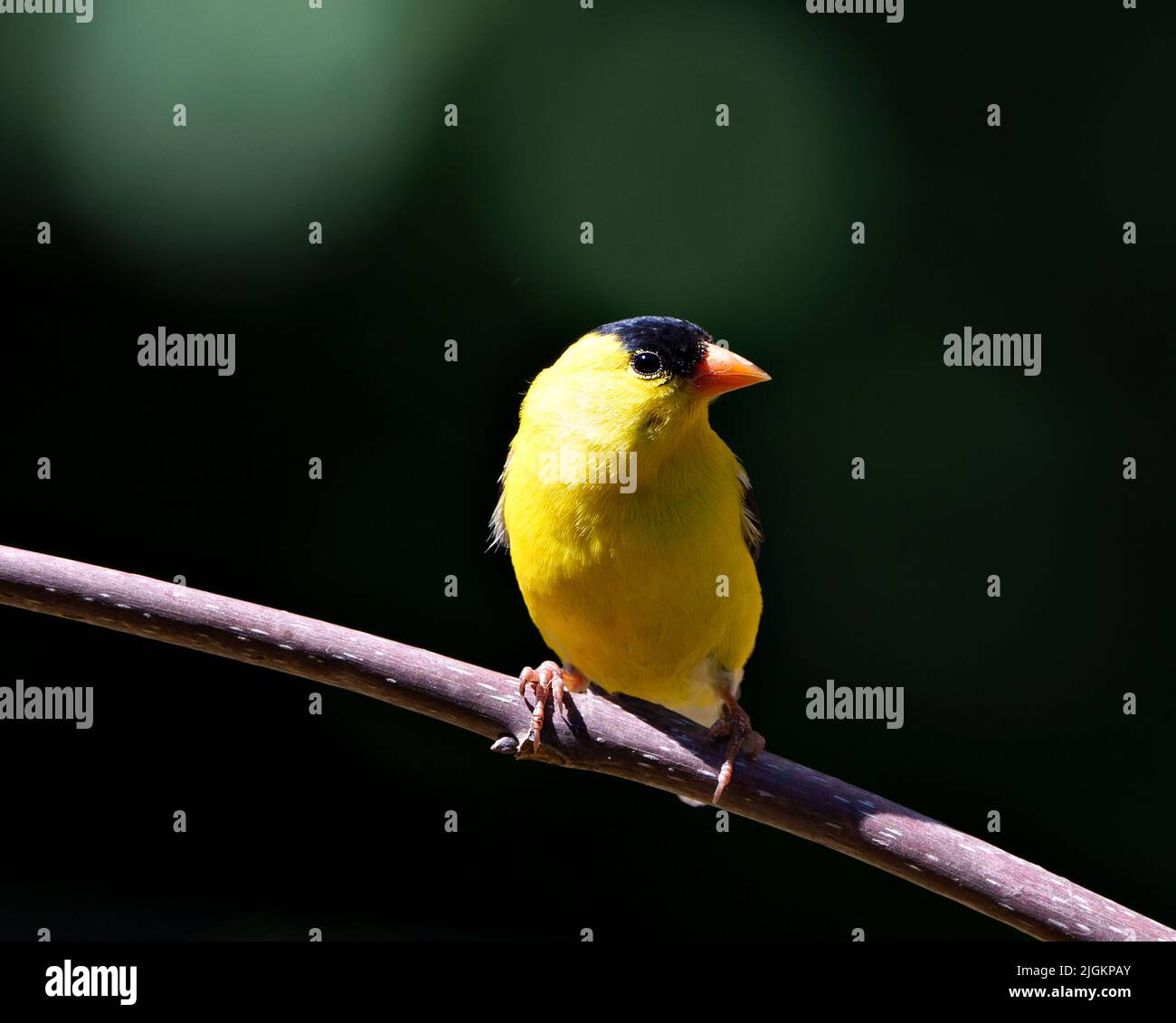 American Goldfinch Vogel thront auf einem Zweig mit kontrastierendem Hintergrund in seiner Umgebung und Umgebung mit gelben Gefieder Feder. Stockfoto