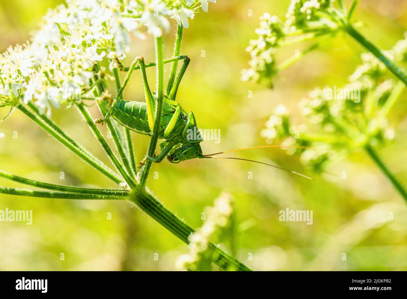 Weibchen von Great Green Bush-Cricket, Tettigonia viridissima Stockfoto