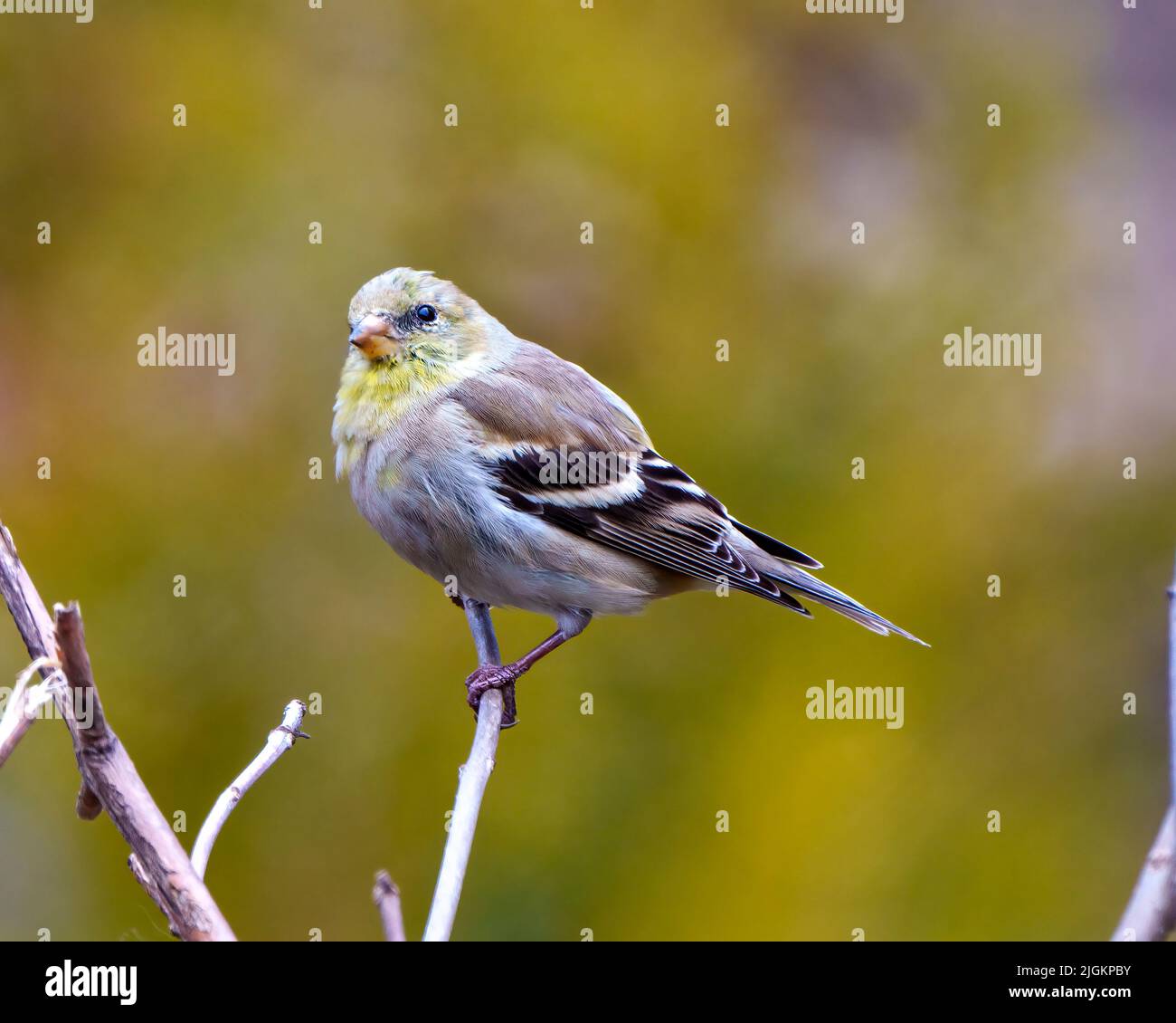 Finch Nahaufnahme Profil Ansicht, auf einem Zweig mit einem verwacklungsfarbenen gelben Hintergrund in seiner Umgebung und Lebensraum Umgebung thront. Stockfoto