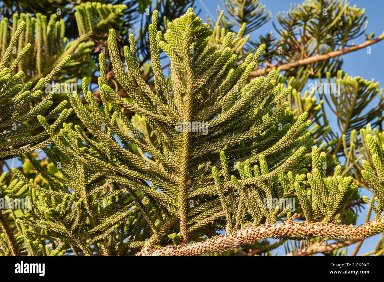 An sonnigen Tagen Kiefernblätter aus der Nähe kochen Stockfoto