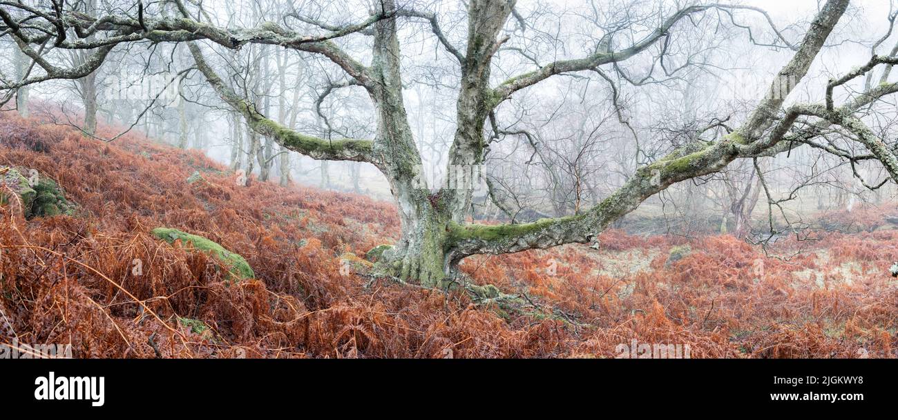 An einem nebligen Tag auf den North Yorkshire Moors erstreckt sich ein alter Baum über einige Winterbracken Stockfoto