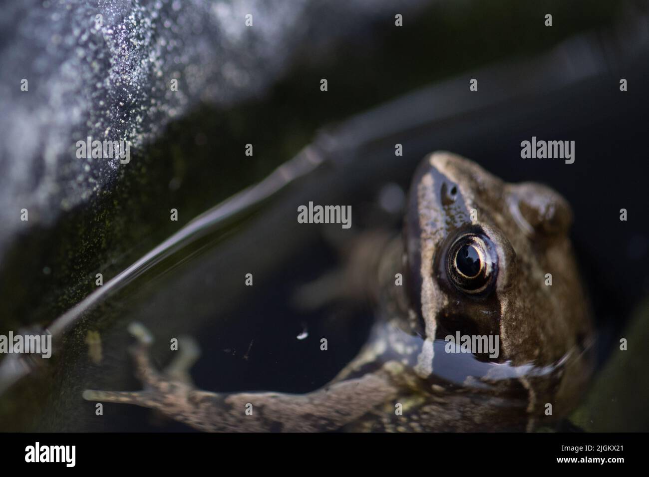 Gartenfrosch im Teich Stockfoto