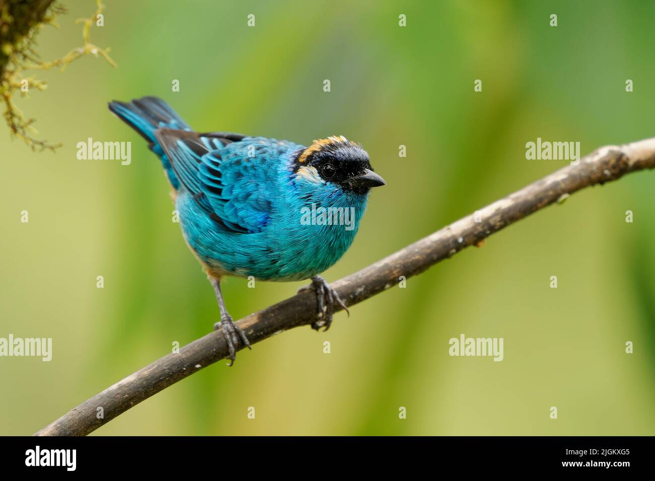 Chalcothraupis ruficervix - Golden-naped Tanager blue Bird in Thraupidae in Südamerika von Kolumbien bis Bolivien in subtropischen oder tropischen m gefunden Stockfoto