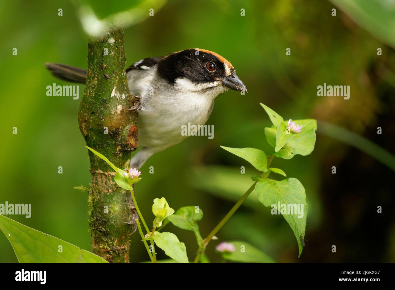 Weißflügeliger Pinselfink - Atlapetes leucopterus Vogel in Passerellidae, in Ecuador und Peru in subtropischen oder tropischen Trockenwäldern, feuchten Tiefland gefunden Stockfoto