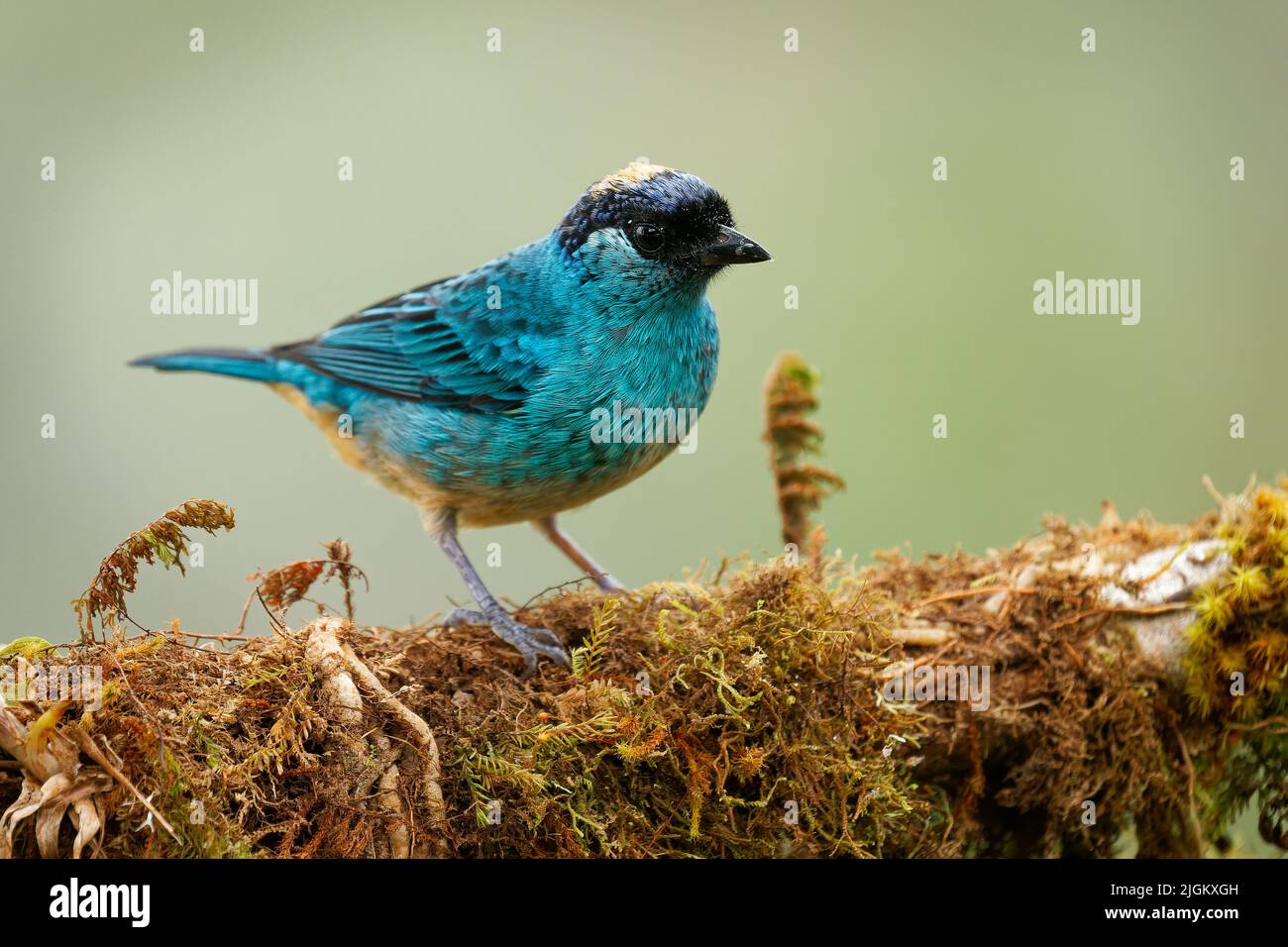 Chalcothraupis ruficervix - Golden-naped Tanager blue Bird in Thraupidae in Südamerika von Kolumbien bis Bolivien in subtropischen oder tropischen m gefunden Stockfoto