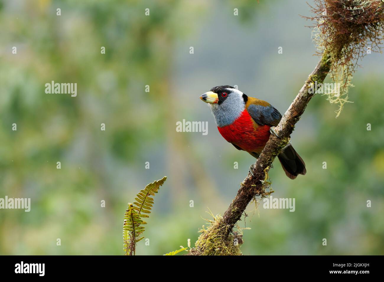 Toucan Barbet - Semnornis ramphastinus Vogel aus Ecuador und Kolumbien, Semnornithidae, eng verwandt mit den Tukanen, robuster gelber Schnabel, schwarz Stockfoto