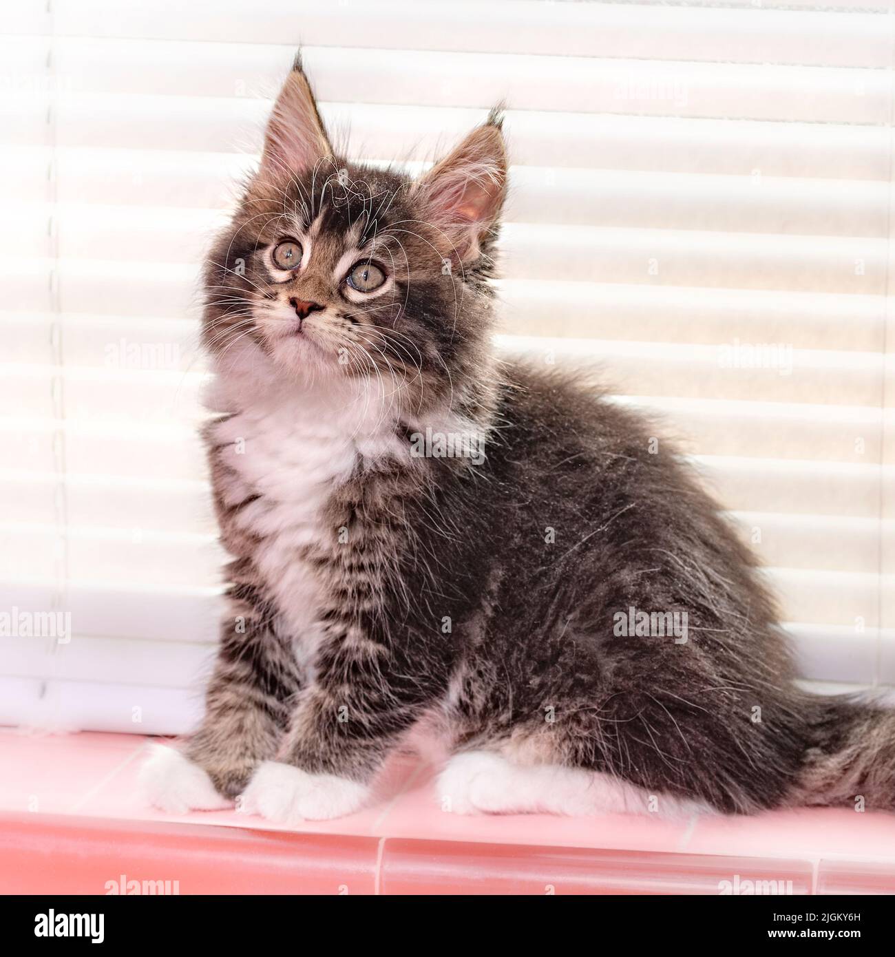 Maine Coon Cat Kätzchen, 9 Wochen alt Stockfoto