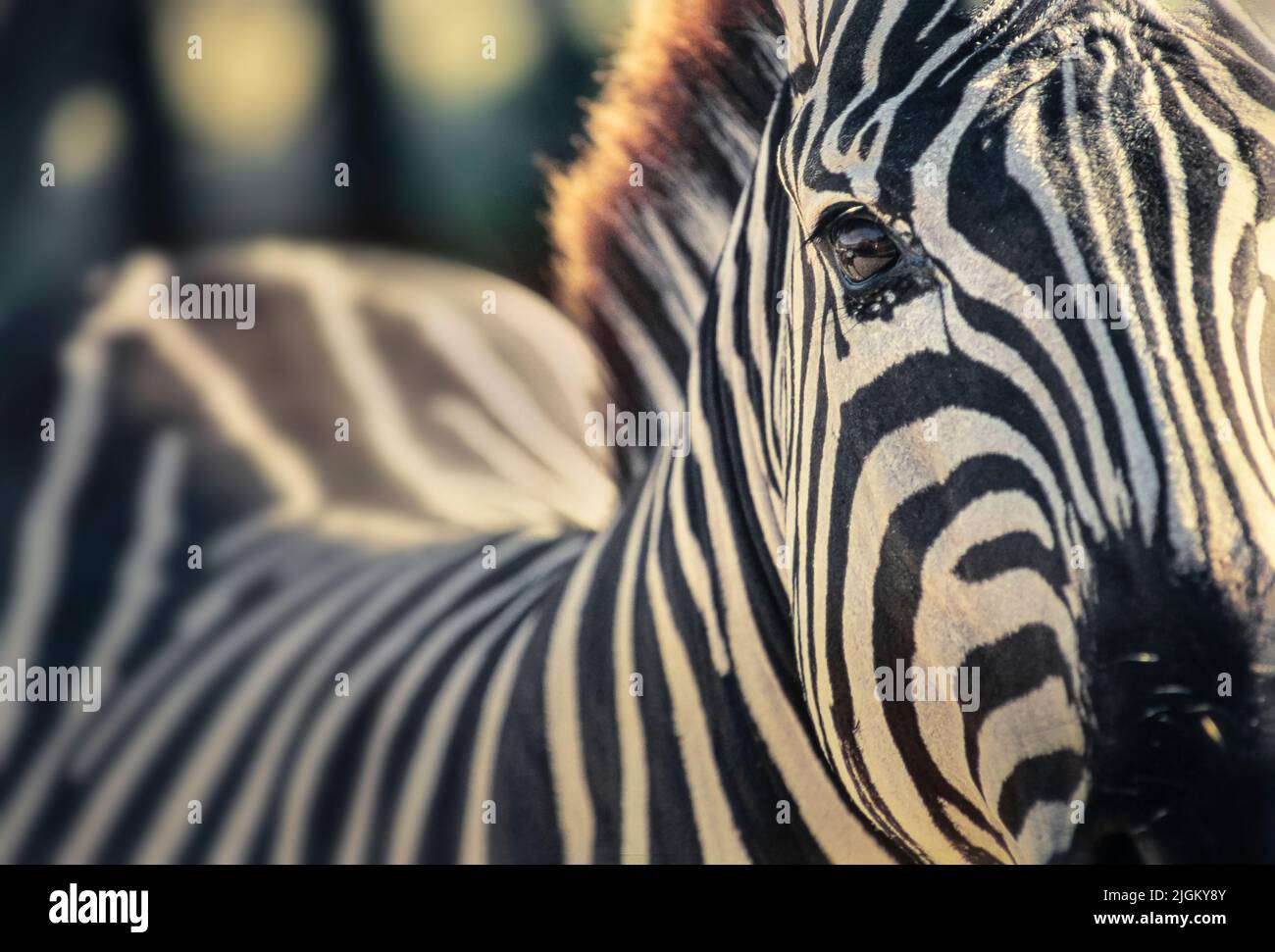 GREVY Zebra Stockfoto