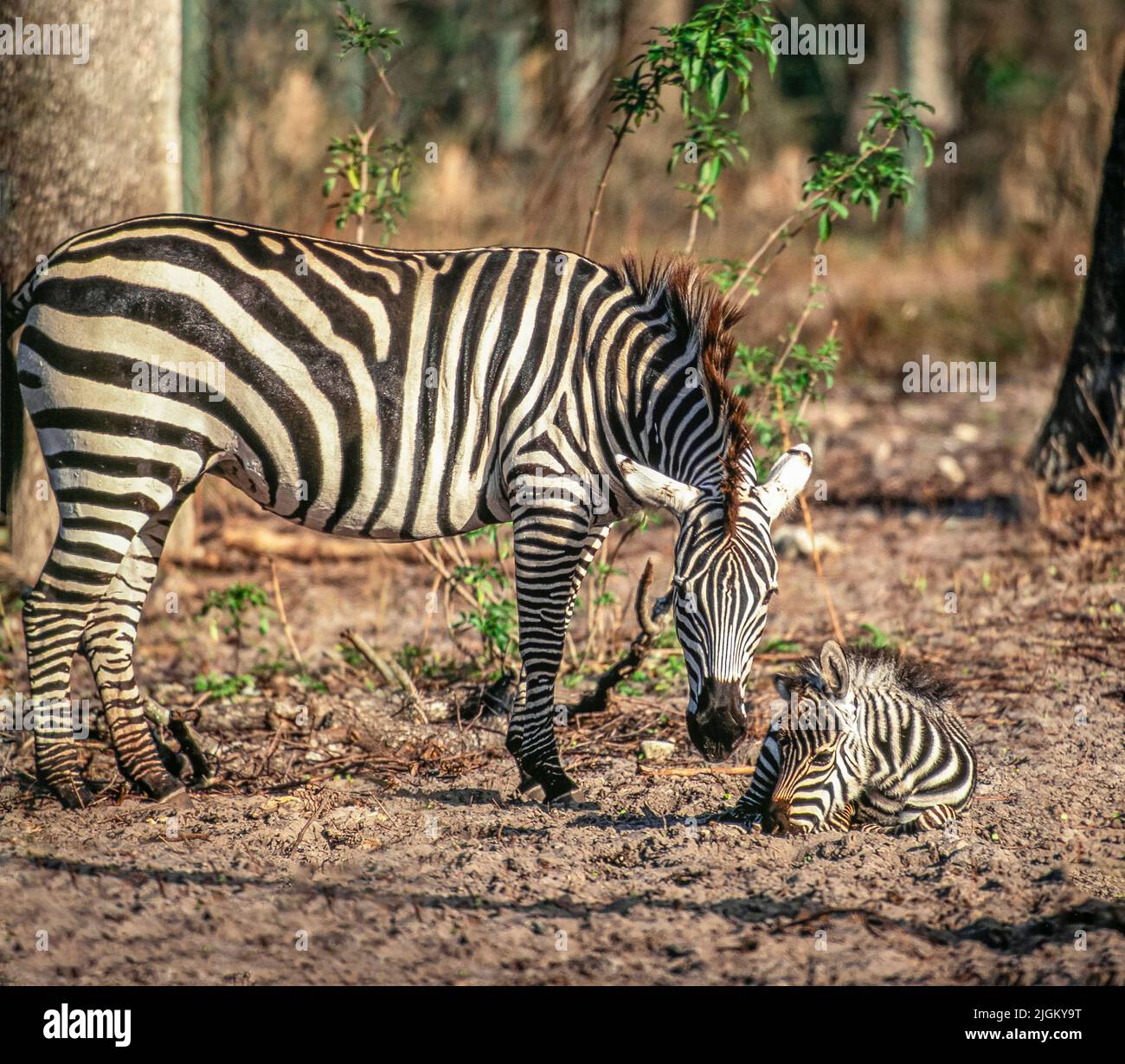 Ebenen Zebra Stockfoto