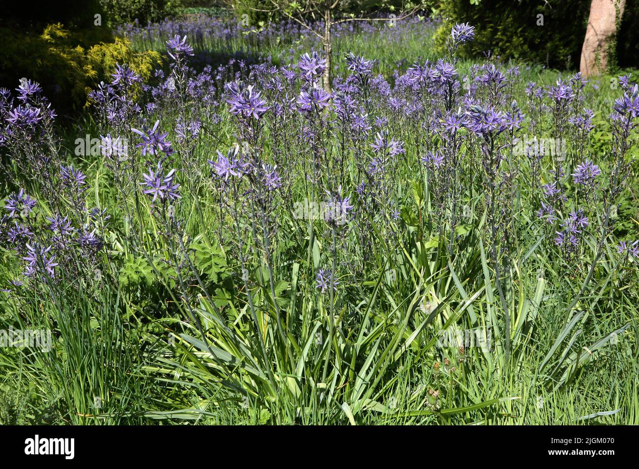 Camassia Esculenta Quamash Sir Harold Hillier Gardens Ampfield Romsey Hampshire England Stockfoto