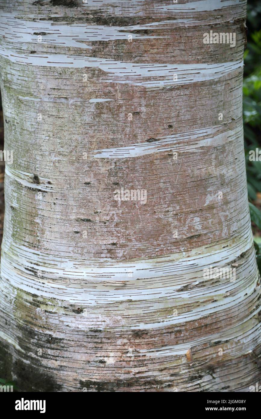 Japanische Weiße Birke (Betula Platyphylla Hybrid) Sir Harold Hillier Gardens Ampfield Romsey Hampshire England Stockfoto