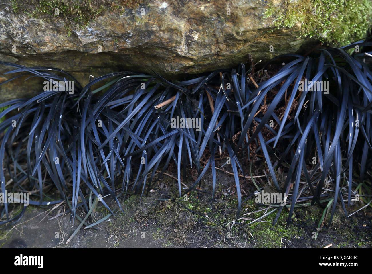 Black Dragon Grass (Ophiopogon) Wisley Gardens Surrey England Stockfoto