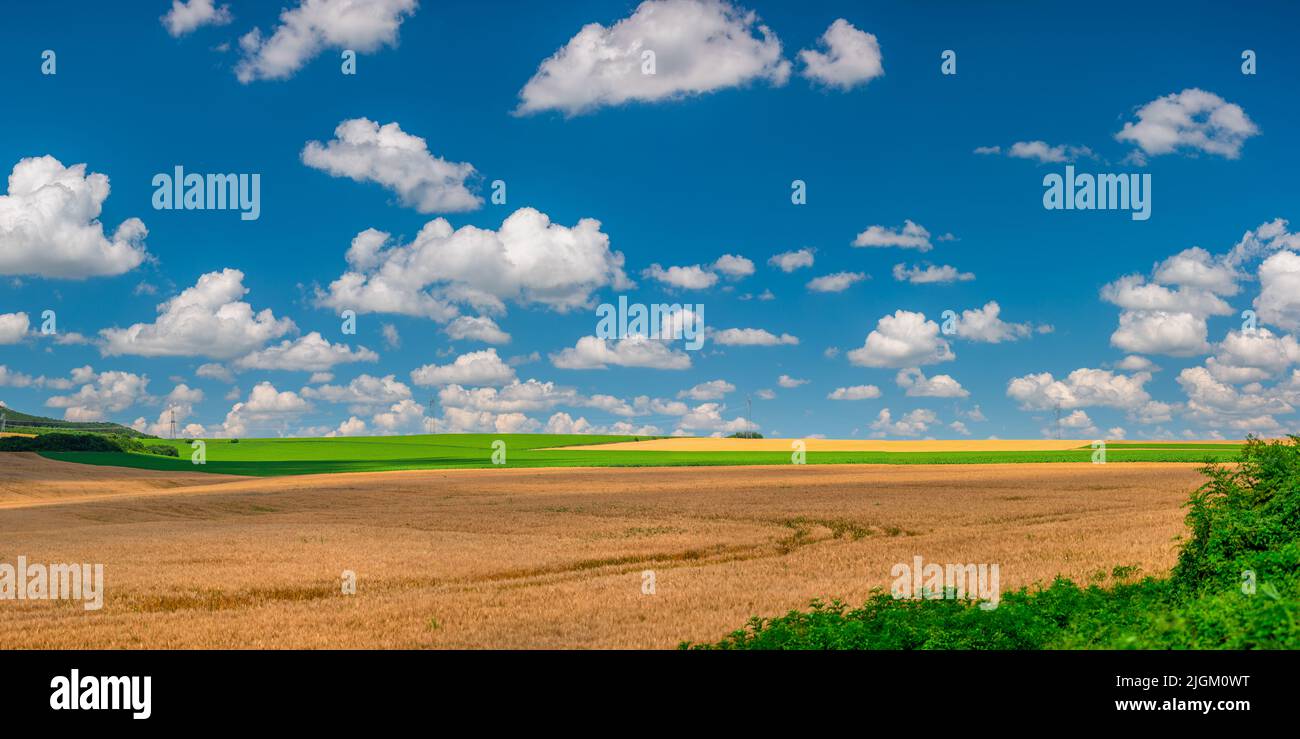 Landwirtschaftliche Felder auf dem Land. Weizenfeld an einem sonnigen Tag mit Wolken Stockfoto