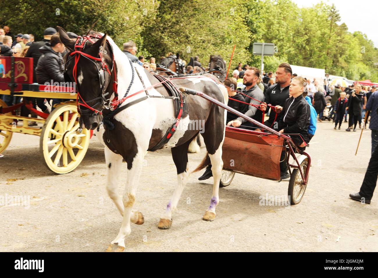 Ein buntes Pferd, das eine Gruppe junger männlicher Reisender in eine Falle zieht. Appleby Horse Fair, Appleby in Westmorland, Cumbria Stockfoto