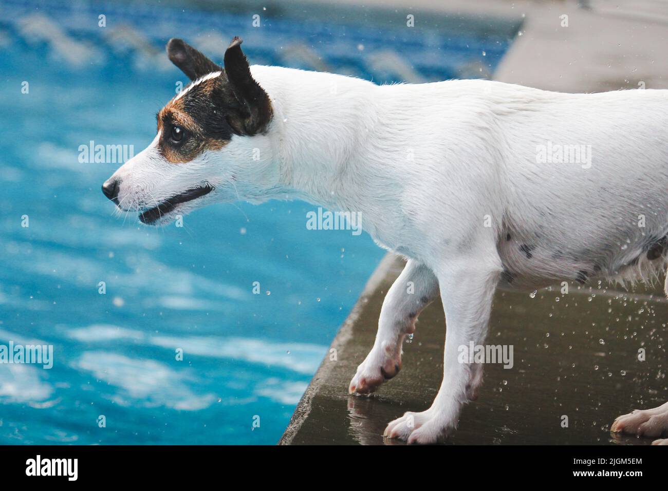 Jack Russell Terrier Hund macht ein lustiges Gesicht, als sie auf etwas in einem Hinterhof Schwimmbad schaut. Stockfoto