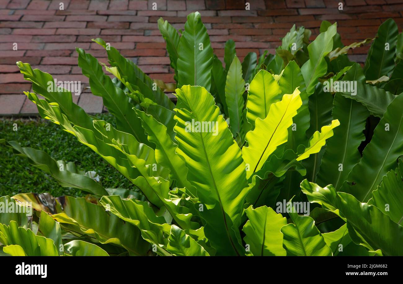 Eine hinterleuchtete Pflanze im Garten des luxuriösen Rachamankha Hotels in CHIANG MAI, THAILAND Stockfoto