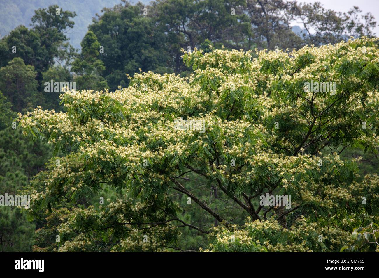 Ein blühender Baum wird vom Baldachin-Gehweg am Queen Sirikit Botanical Garden nicht weit von CHIANG MAI, THAILAND, aus gesehen Stockfoto