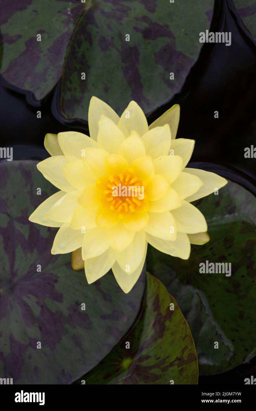 Gelbe Lotusblüte im Queen Sirikit Botanical Garden nicht weit von CHIANG MAI, THAILAND Stockfoto