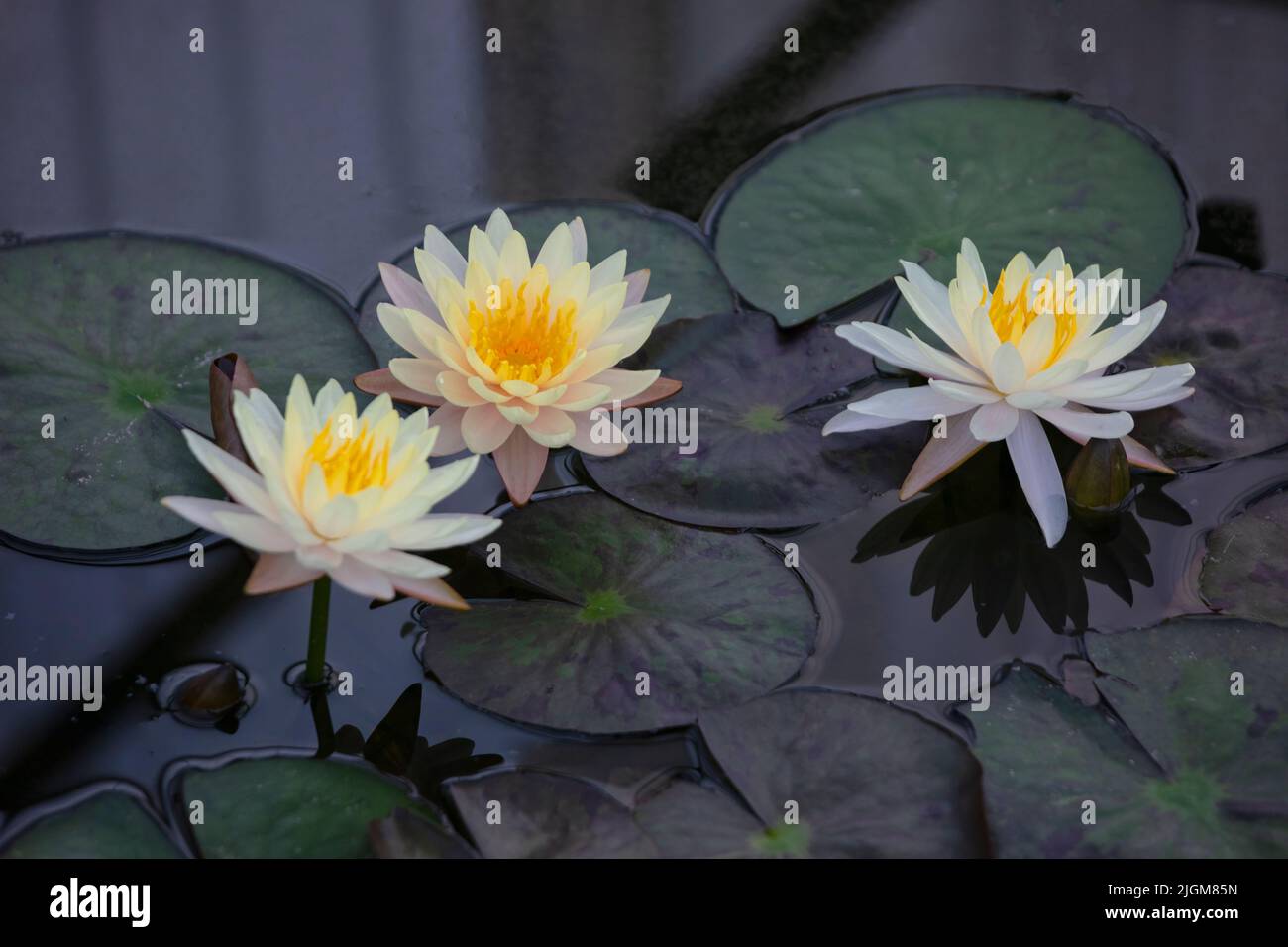 Weiße und gelbe Lotusblüten im Queen Sirikit Botanical Garden nicht weit von CHIANG MAI, THAILAND Stockfoto