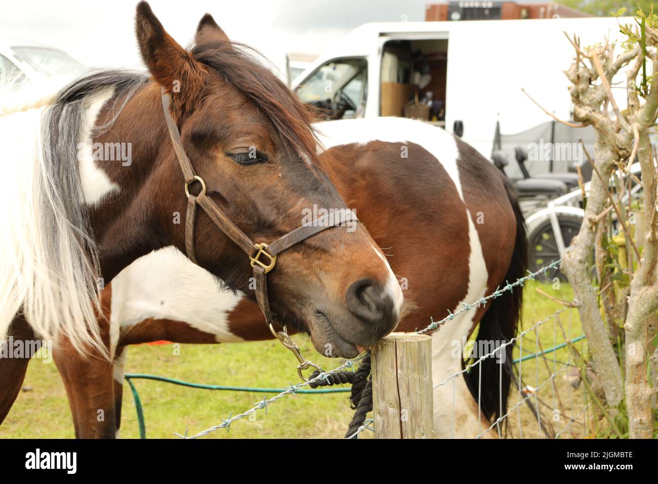 Nahaufnahme eines farbigen Pferdes, das an einen Pfosten gebunden ist. Appleby Horse Fair, Appleby in Westmorland, Cumbria, England, Vereinigtes Königreich Stockfoto