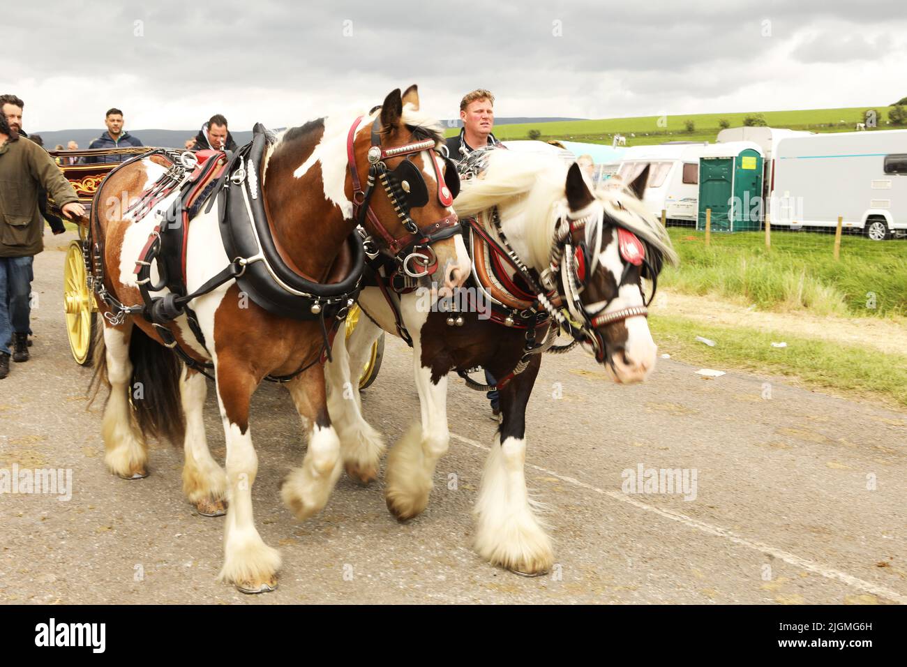 Zwei farbige Pferde ziehen einen Wagen am Campingplatz vorbei. Appleby Horse Fair, Appleby in Westmorland, Cumbria, England, Vereinigtes Königreich Stockfoto