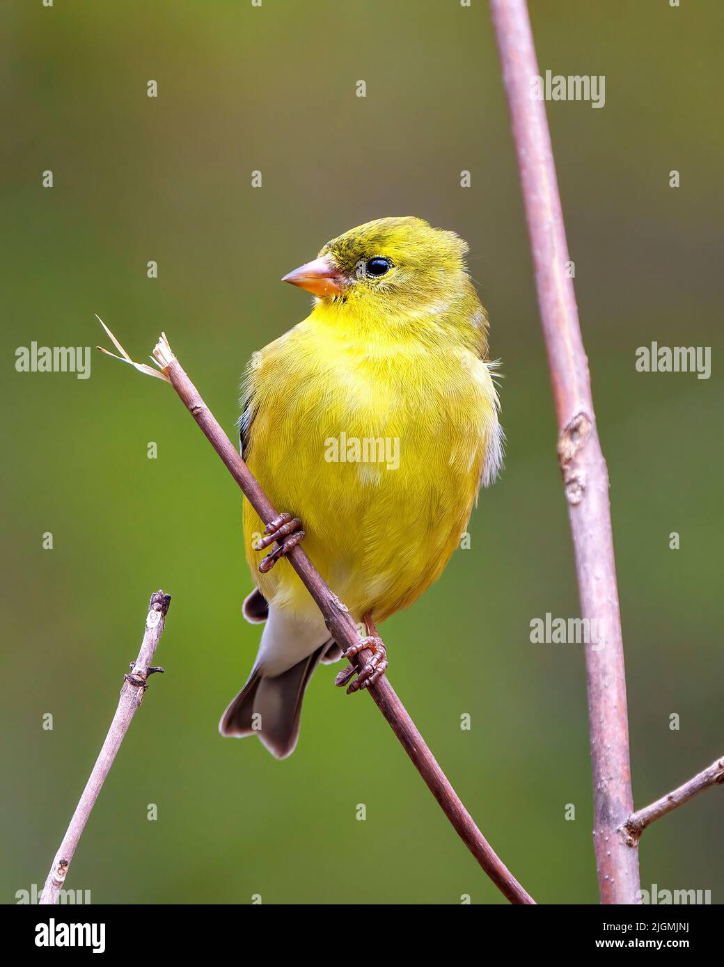 Der Vogel des gelben Waldsänger thront auf einem Zweig mit unscharfem Hintergrund in seiner Umgebung und seinem Lebensraum und zeigt eine gelbe Feder des Gefieders. Stockfoto