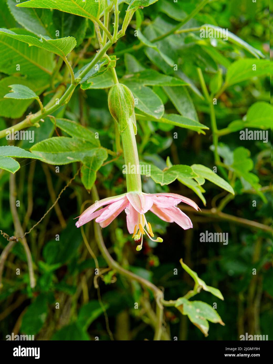 Bananenleidenschaftsobst in Blüte, eine invasive Pflanze oder Unkrautart in Aotearoa / Neuseeland. Stockfoto