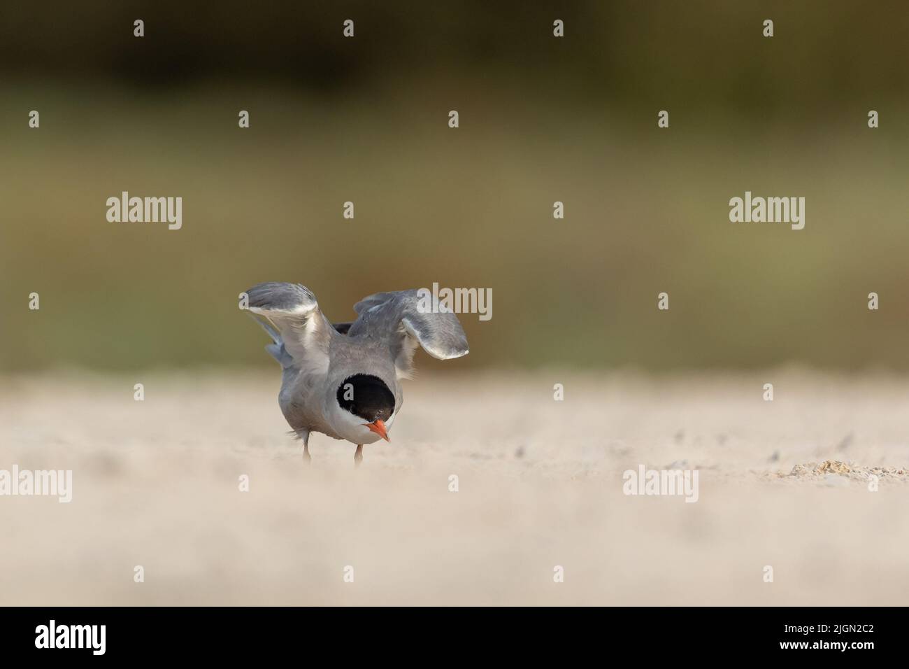 Weiße, wabenige Seeschwalbe, die ihre Flügel vor dem Flug ausstreckt Stockfoto