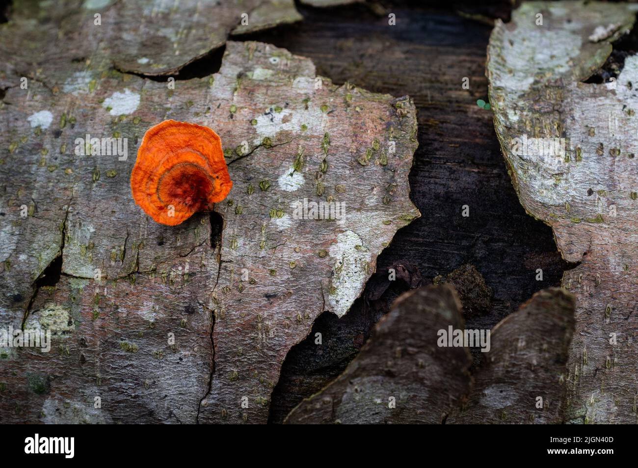 Ein einziger Pilz, der von Rinde eines toten Baumes lebt Stockfoto