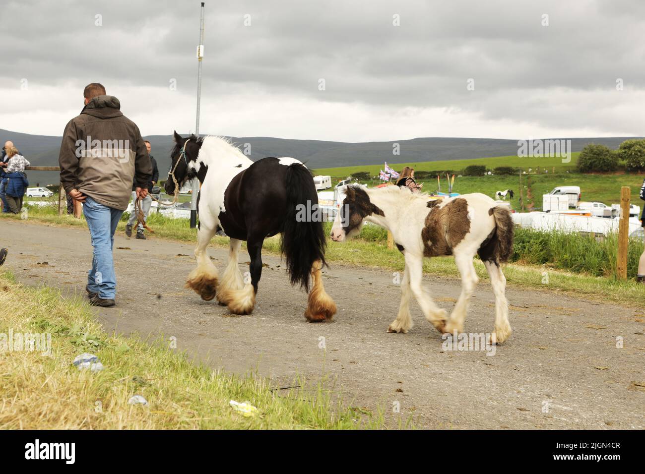 Ein Mann, der eine bunte Stute und ein Fohlen führt. Appleby Horse Fair, Appleby in Westmorland, Cumbria Stockfoto
