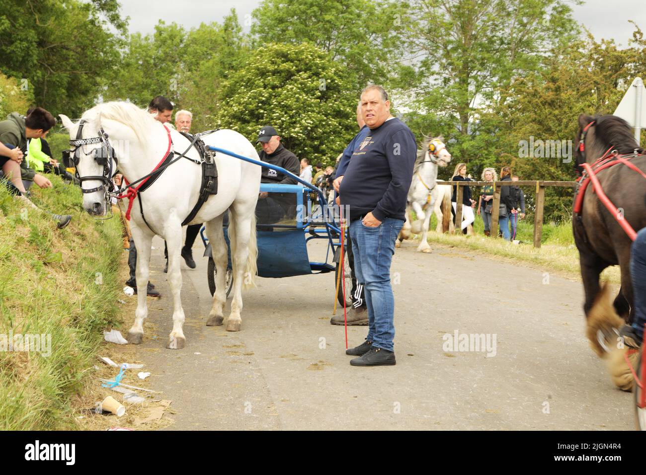 Ein graues Pferd, das eine Falle zieht. Appleby Horse Fair, Appleby in Westmorland, Cumbria Stockfoto
