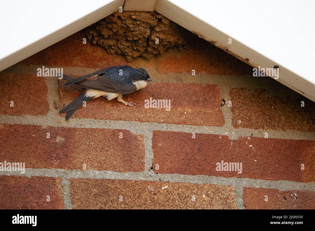 Haus Martin Delichon urbicum, das sich an einer Ziegelmauer außerhalb seines Nestes in North norfolk, Großbritannien, festhält Stockfoto