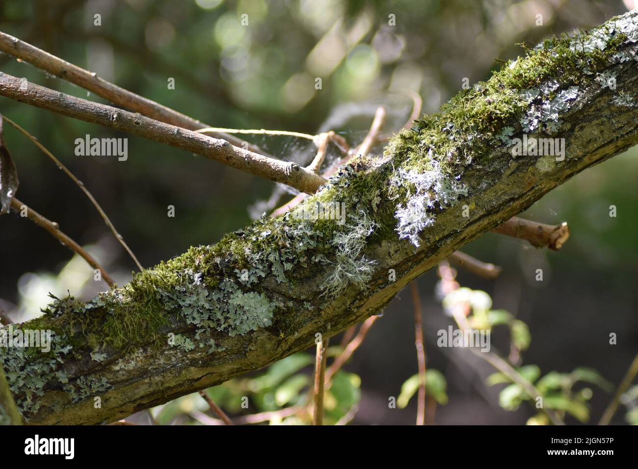 Flechten auf einem Baumzweig in einem Naturschutzgebiet in Milton Keynes. Stockfoto