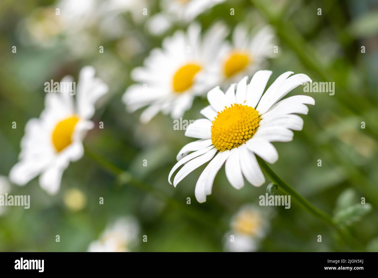 Weiße große Gänseblümchen auf dem Hintergrund verschwommener Gänseblümchen im Freien. Nahaufnahme Stockfoto