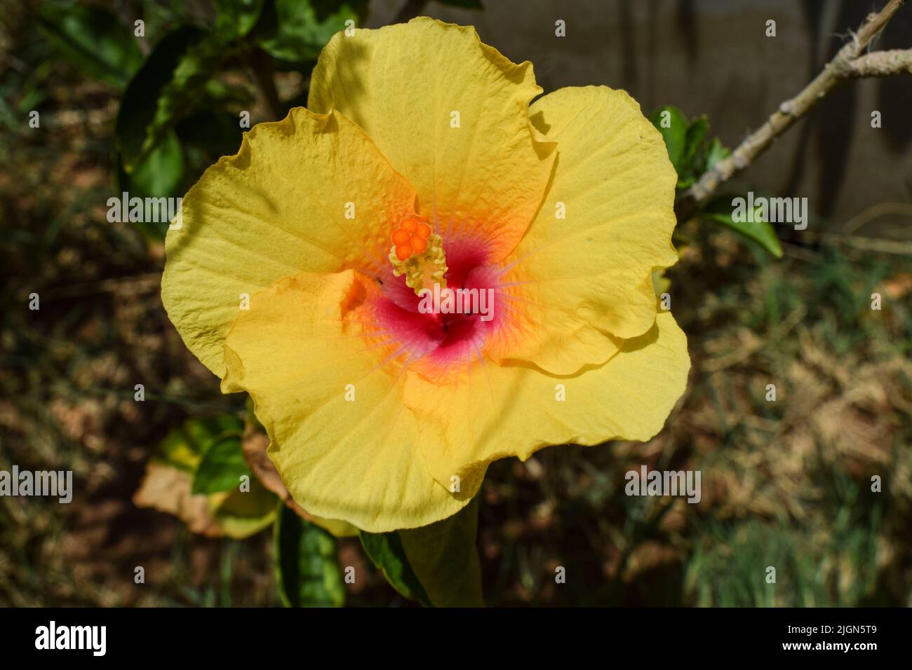 Nahaufnahme einer schönen großen gelben Hibiskusblüte mit roter Mitte und grünen Blättern im Hausgarten Stockfoto